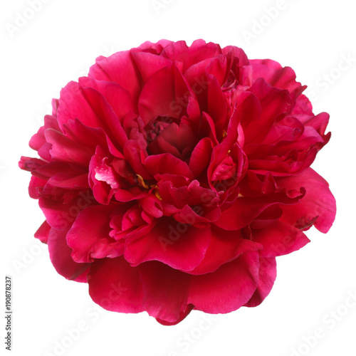 Red peony isolated on white background.