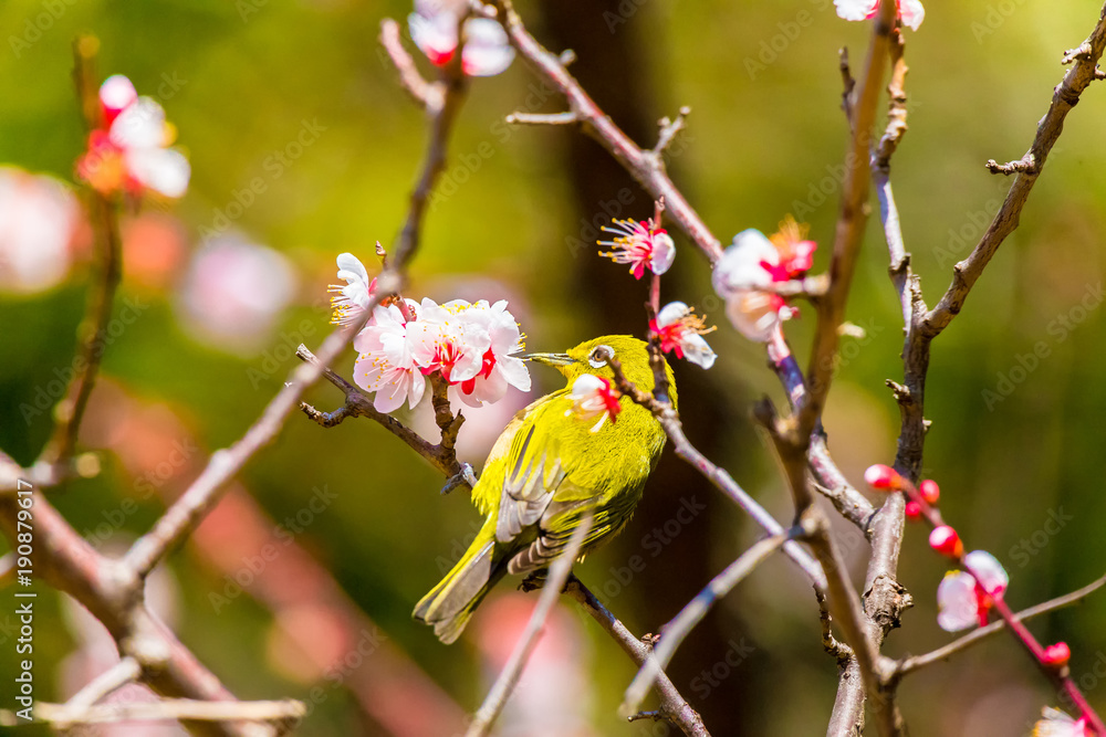 The Japanese White-eye.The background is white plum blossoms. Located in Tokyo Prefecture Japan. The Japanese White-eye.The background is white plum blossoms. Located in Tokyo Prefecture Japan.