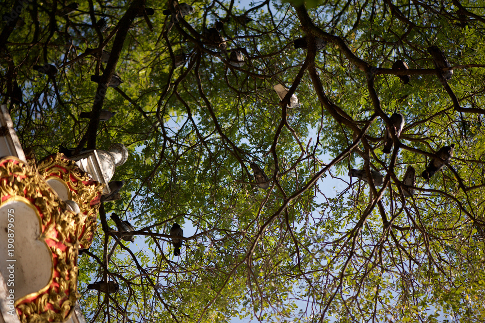 Obraz premium Looking up at the birds in the trees