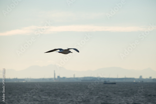 A Seagull Flying over the Sea with Urban Skyline in the Background
