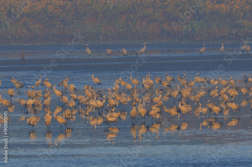 Grauer Kranich im Herbst an der Sammelstelle photo