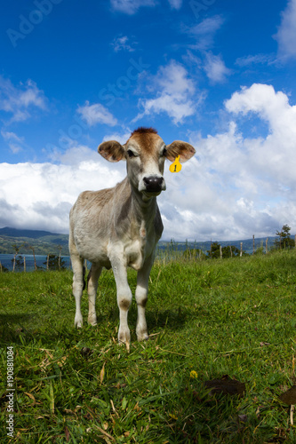 Fototapeta Naklejka Na Ścianę i Meble -  dairy cow in a pasture