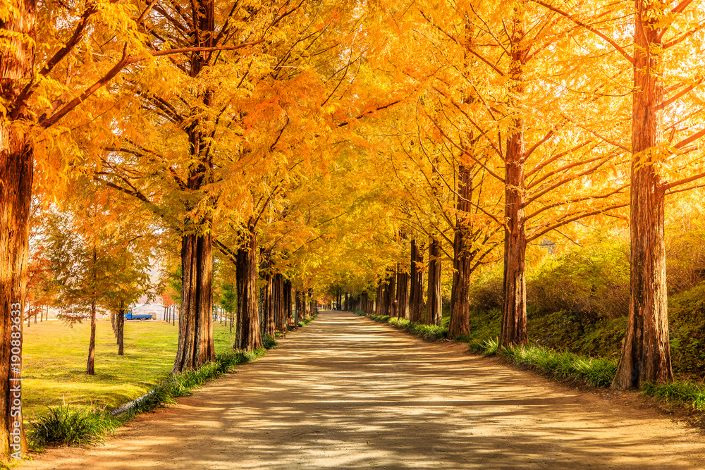A road with beautiful metasequoia tress