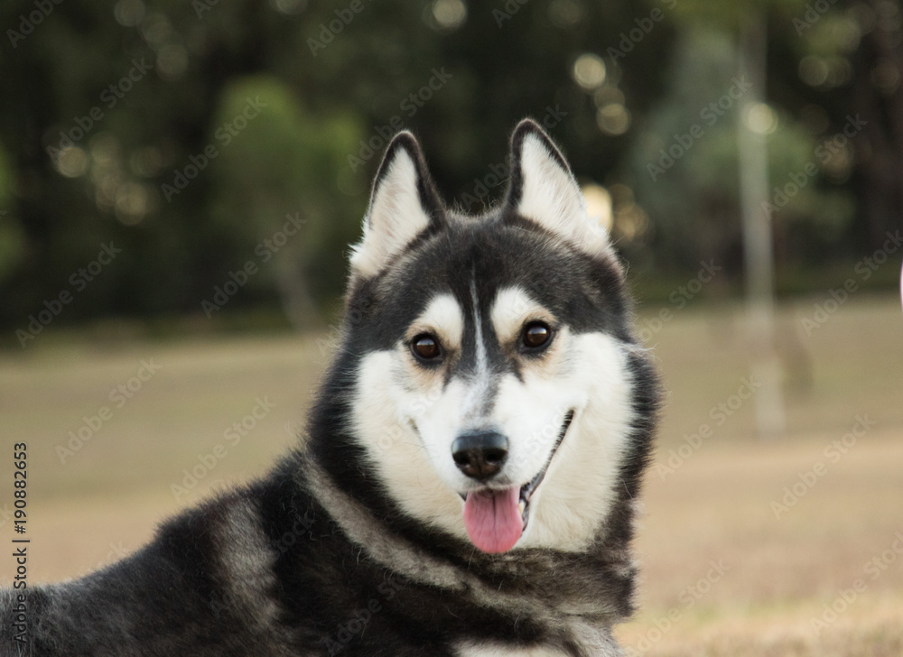 Siberian Husky