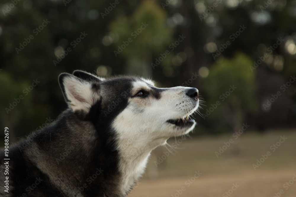 Obraz premium Siberian Husky