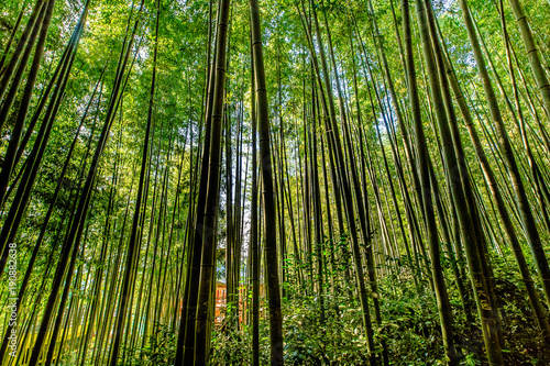 In the bamboo forest