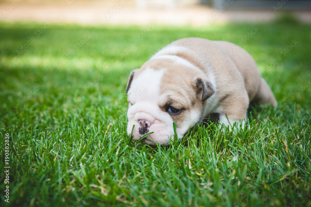 Fototapeta premium buldog agielski