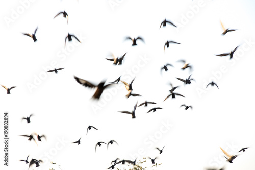 motion blur flying flock of pigeons on white background © sukanda