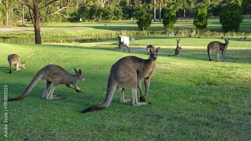 Australien´s Ostküste.. Tiere, Städte, Strände und Meer!