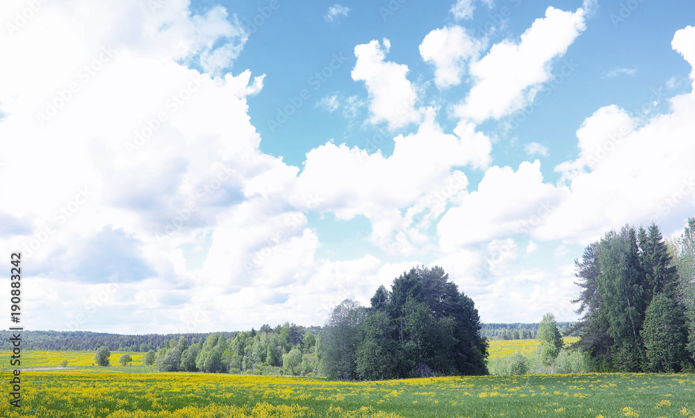 Obraz premium Landscape is summer. Green trees and grass in a countryside land