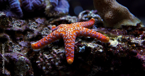 Orange Fromia Monilis starfish  © Kolevski.V