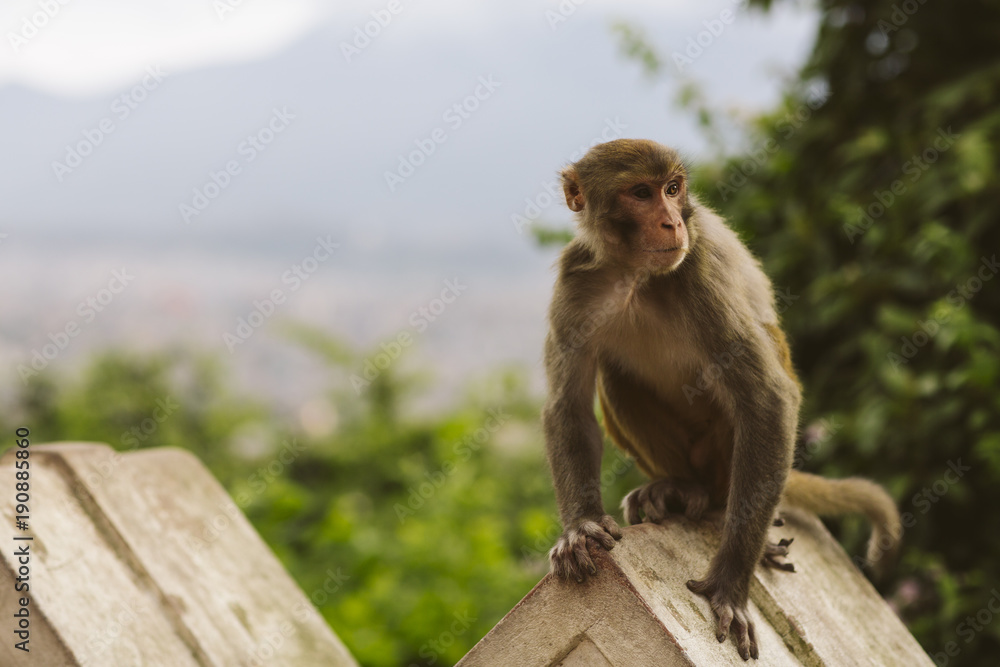 Monkey in Nepal.