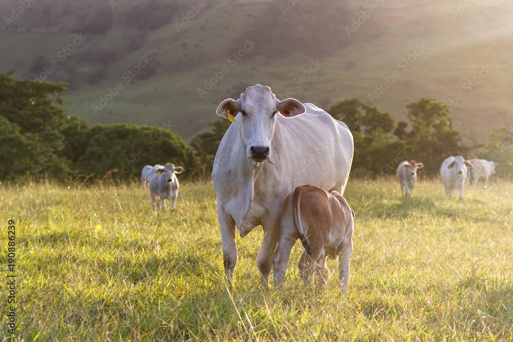Obraz premium brahman cattle - Bos Indicus