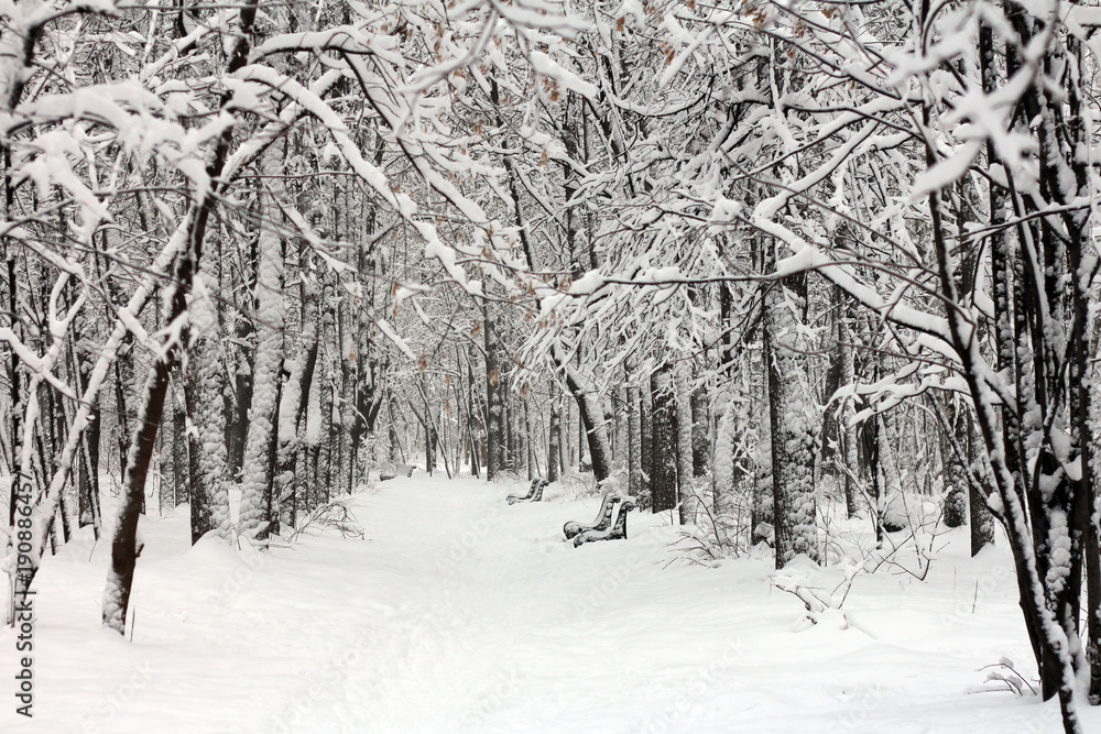 Snow-covered branches of trees after snowfall