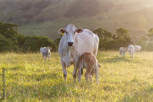 brahman cattle - Bos Indicus photo