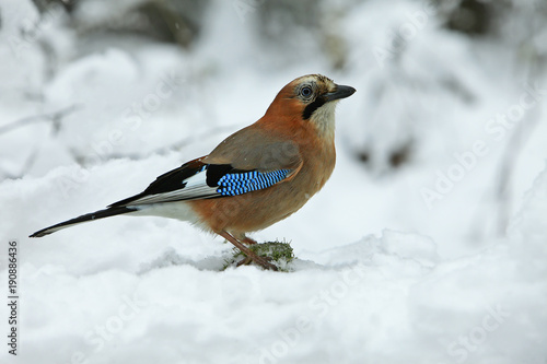 beautiful bird Jay with bright colorful plumage in the winter forest