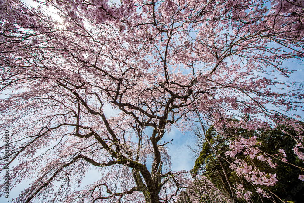 桜 桜