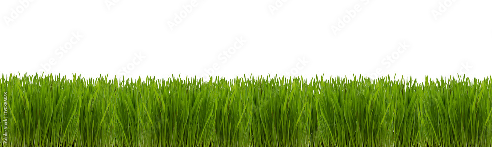 Obraz premium Wheatgrass plant on a white background. Isolated panorama.