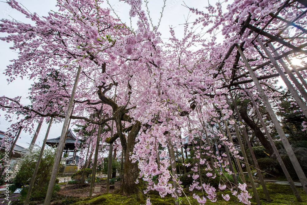 桜