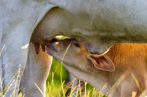 Canvas Print brahman cattle - Bos Indicus