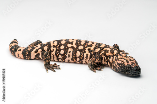 Gila Monster Isolated on White Paper Background