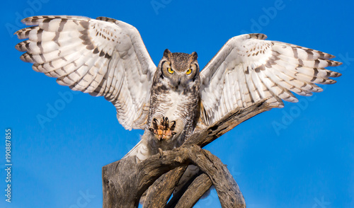 Great Horned Owl