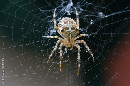 macro of a garden spider on it's cobweb with neutral background