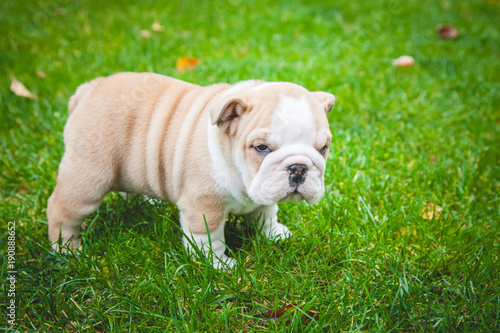 Plakat english bulldog