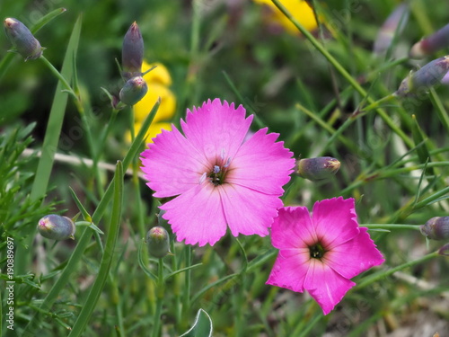 Steinnelke, eine rot violette Alpenblume