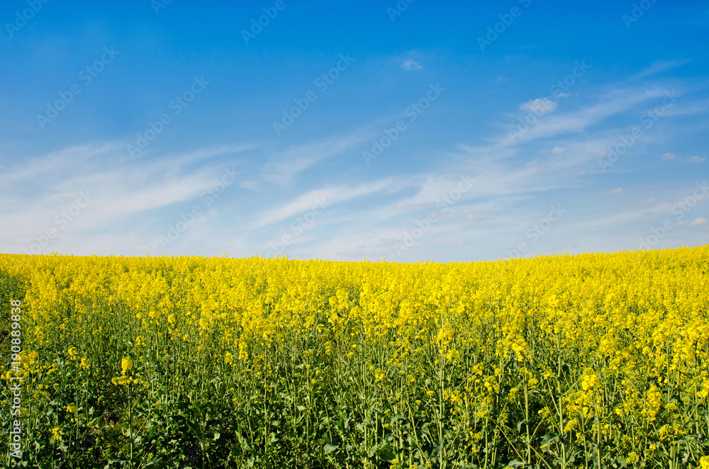 Bright cheerful spring landscape with yellow rape field Bright cheerful spring landscape with yellow rape field