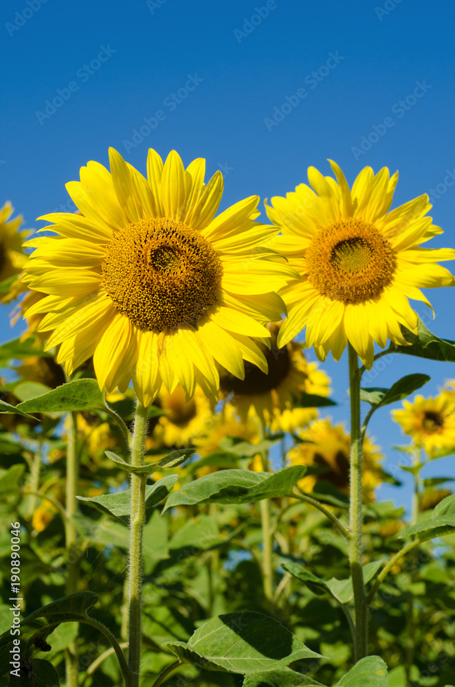 The charming landscape of sunflower against the sky The charming landscape of sunflower against the sky