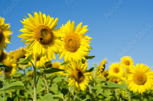 Fototapeta Naklejka Na Ścianę i Meble -  The charming landscape of sunflowers against the sky