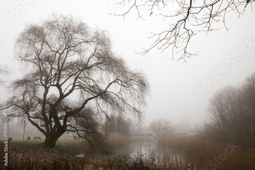 Wallpaper Mural Zima w zamglonym parku Torontodigital.ca