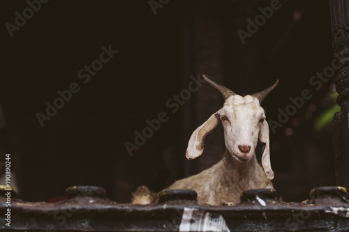 Goat Nepal photo