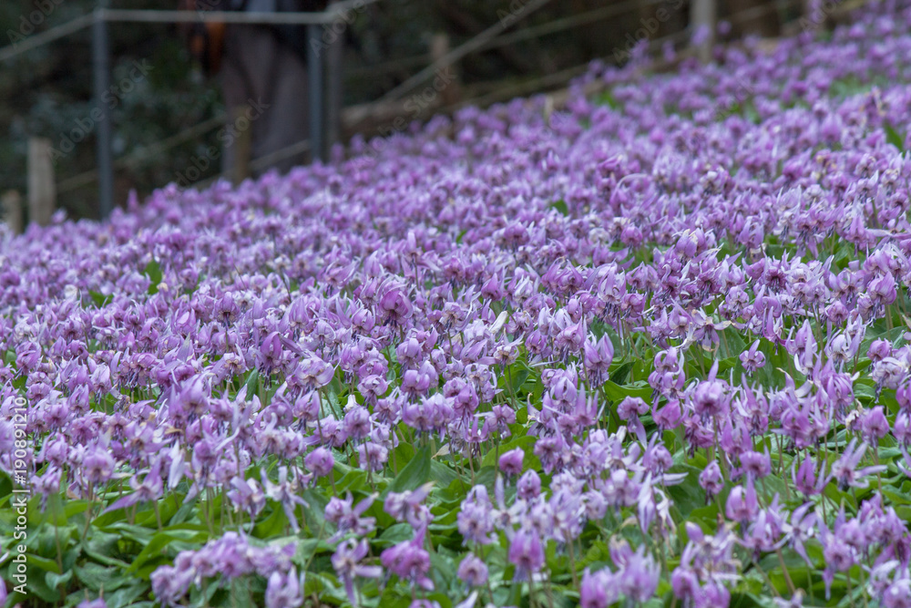 Fototapeta premium カタクリの花