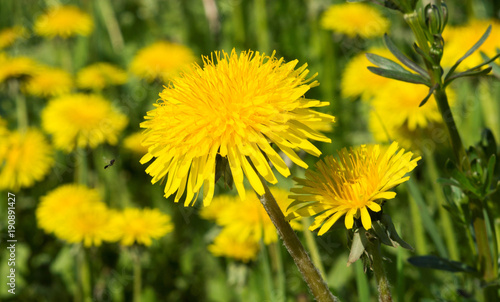 Fototapeta Naklejka Na Ścianę i Meble -  Фон. Красивый жёлтый одуванчик крупным планом ранней весной