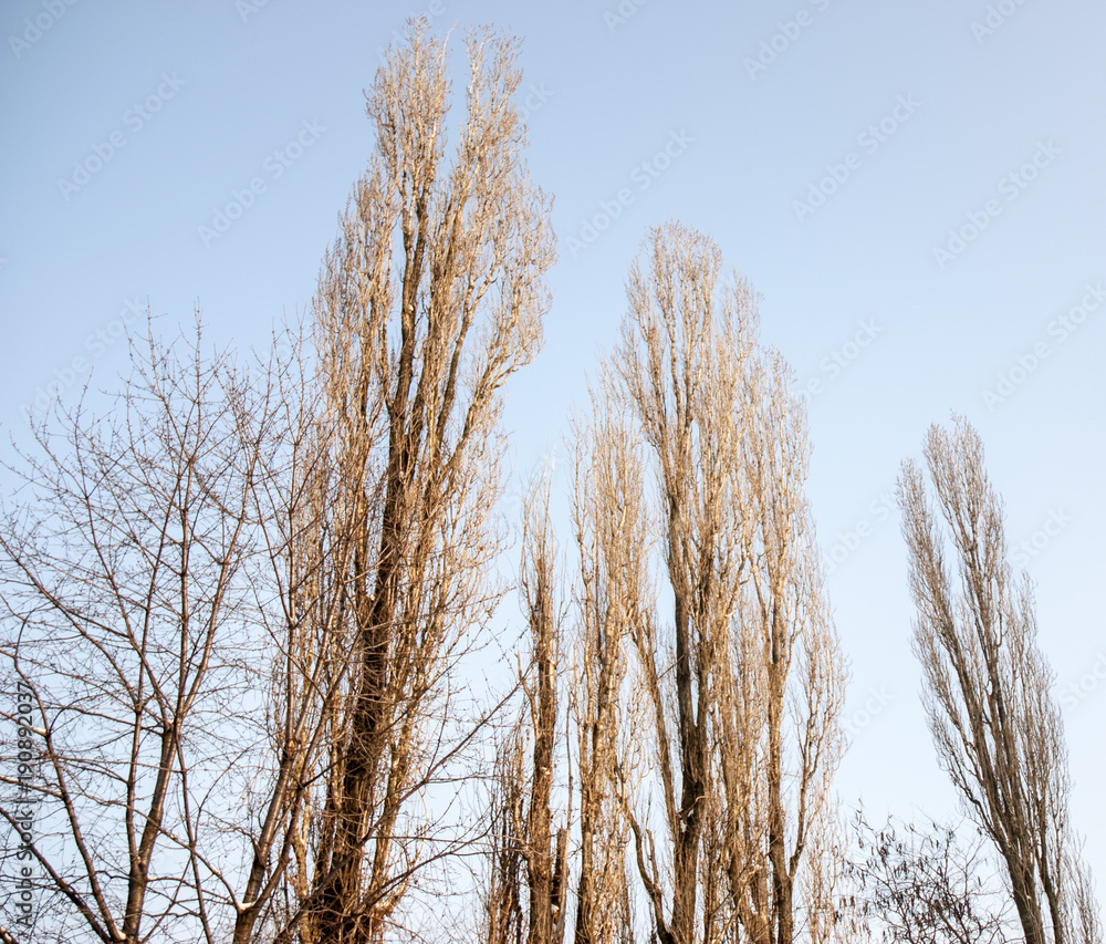 Aiming trees Aiming trees