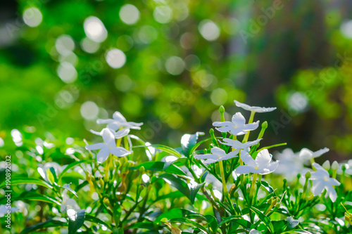 white Gerdenia Crape Jasmine, white flowers under natural sunlight.