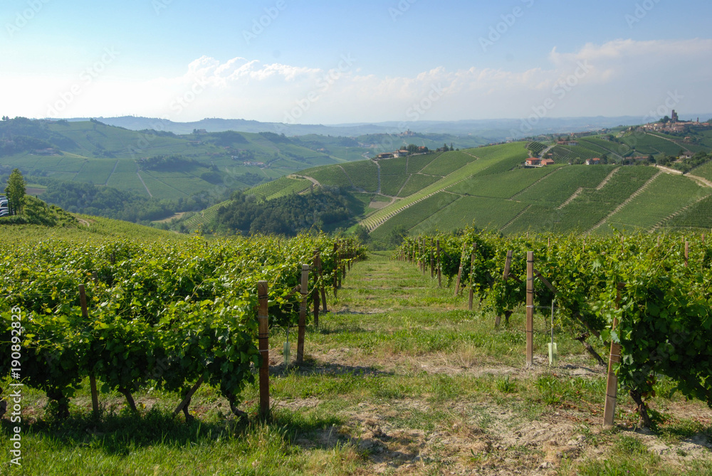 Fototapeta premium A view of vineyards in the Langhe, Piedmont - Italy