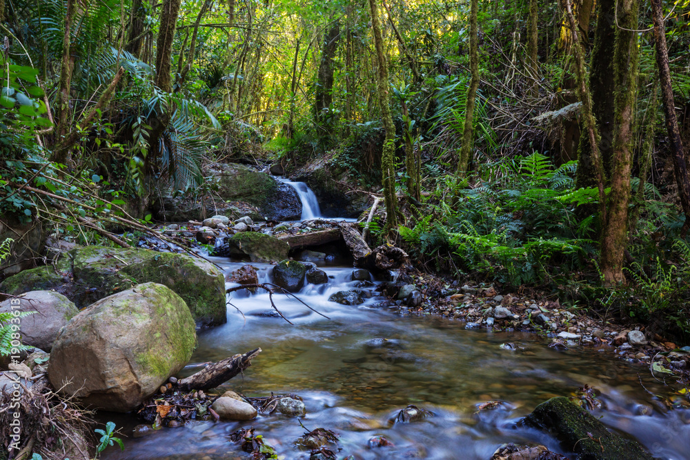 Obraz premium Creek in jungle