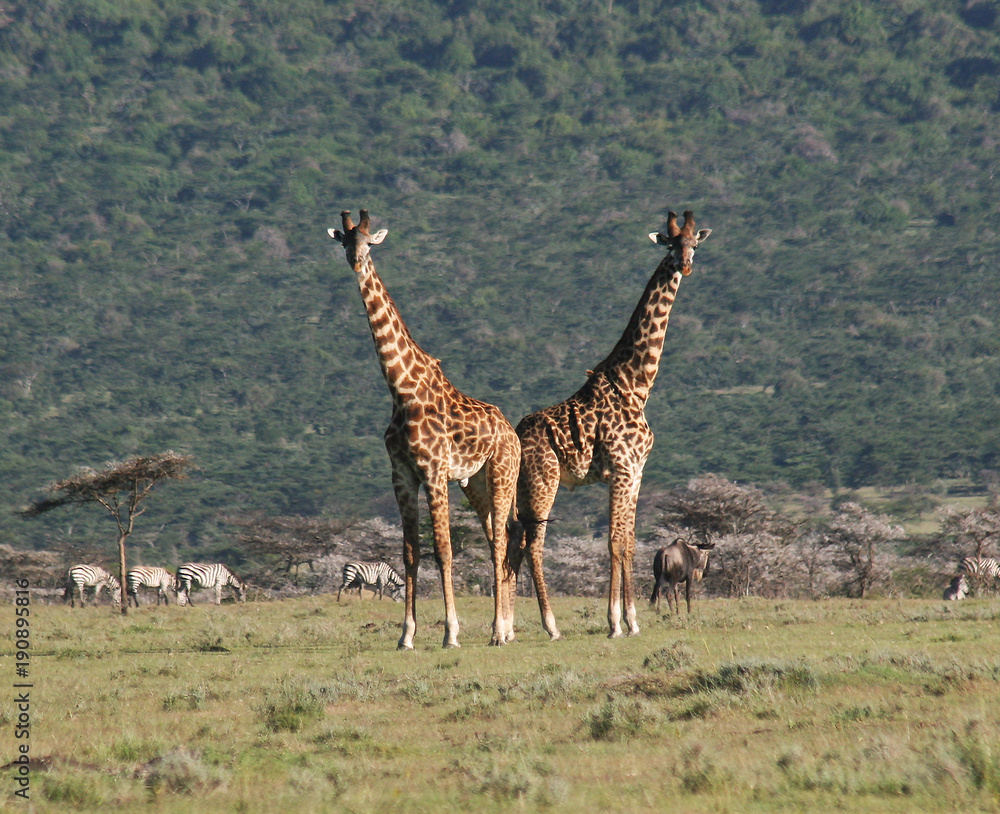 Obraz premium Joined at the Hip 