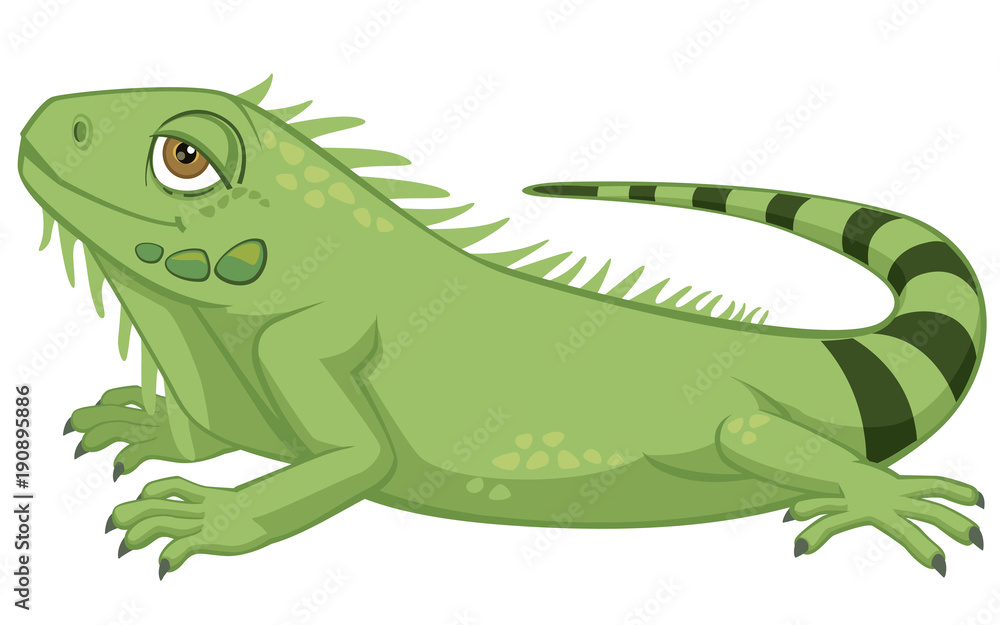 Fototapeta premium Cute Detailed Pet Iguana Cartoon Style Vector Illustration Isolated on White