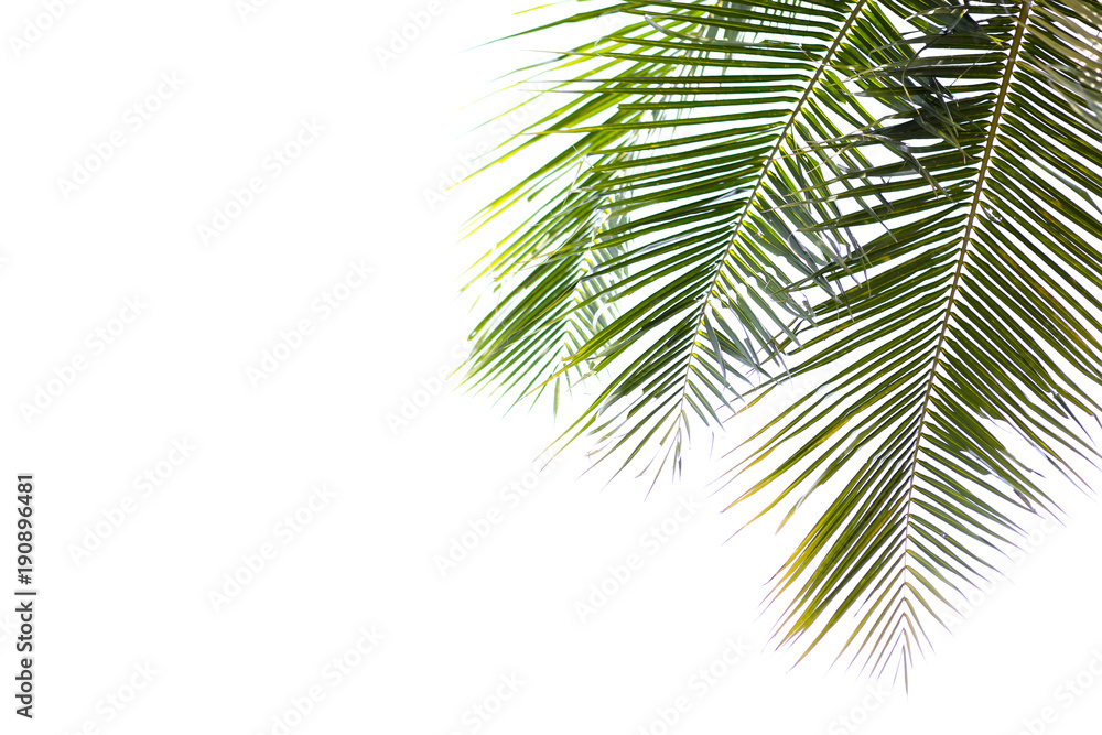coconut green beautiful leaves isolated on white background coconut green beautiful leaves isolated on white background