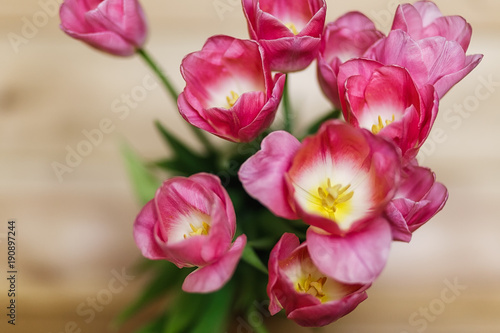 Fresh spring tulip flowers