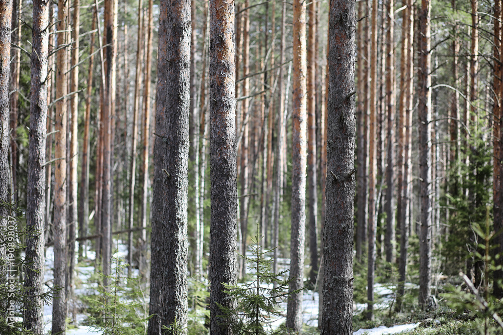 Pine forest in the beginning of spring under the snow. Forest un
