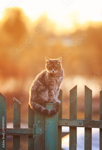  beautiful cat sits in the village of on the fence evening during sunset