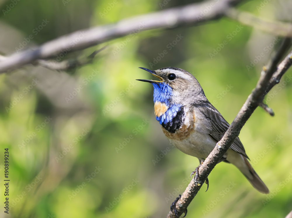 Obraz premium ptiy striking male Bluethroat sitting on a tree branch in the may Park on a Sunny day