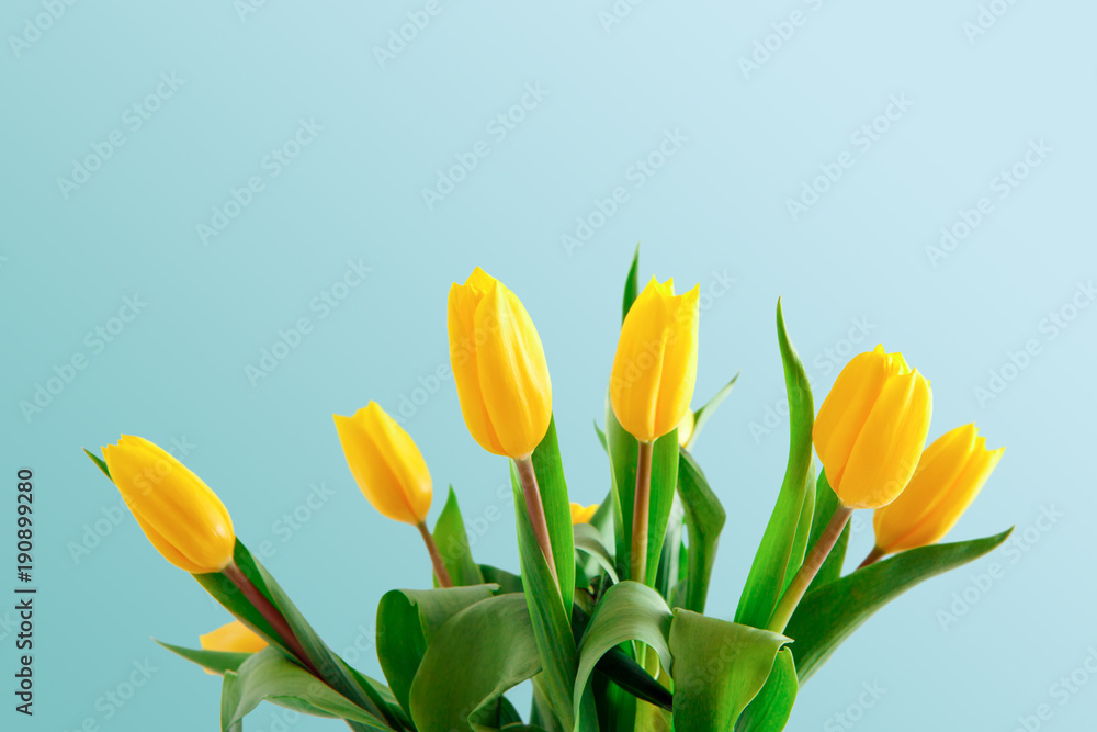 Naklejka premium Yellow tulips bouquet on blue background