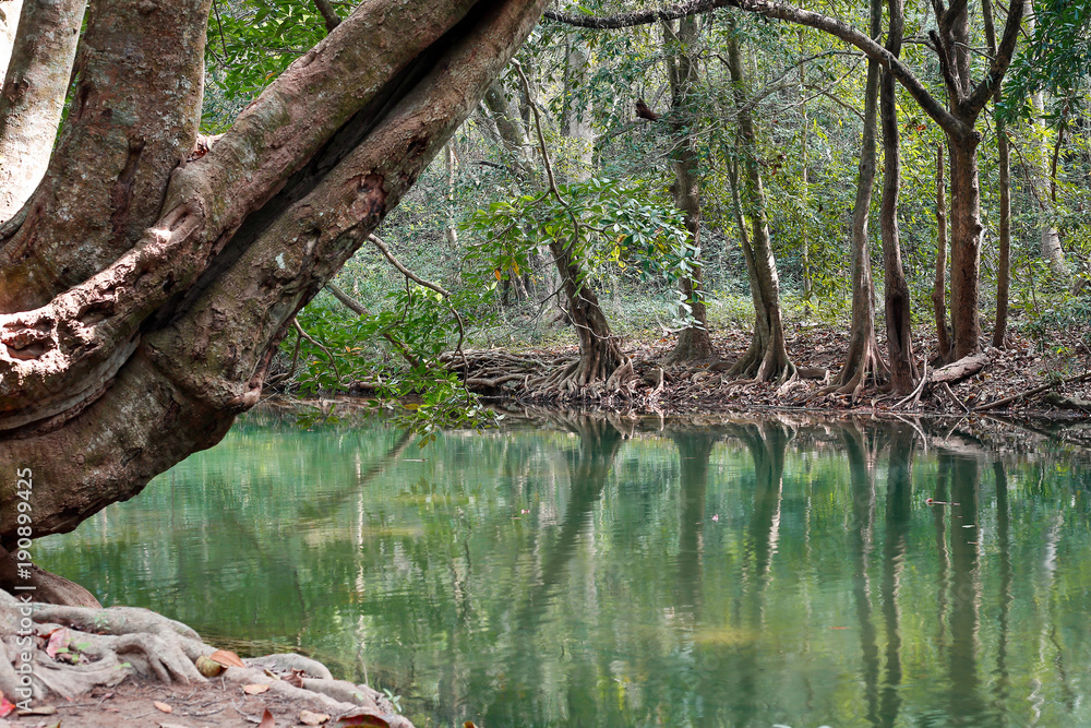 Riparian forest in Southeast Asia Riparian forest in Southeast Asia