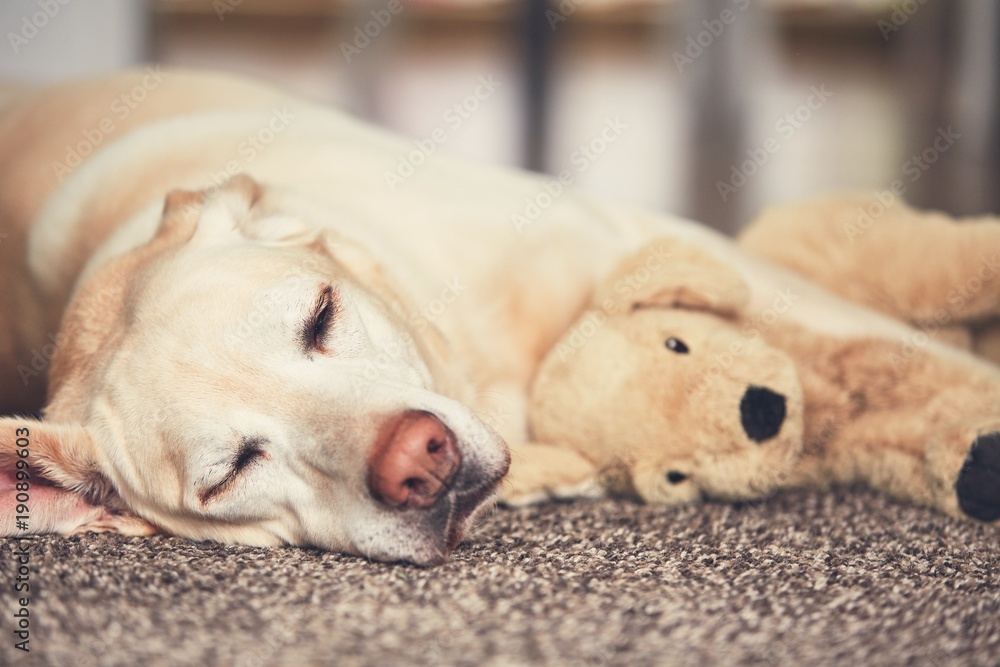 Dog resting with his plush toy Dog resting with his plush toy